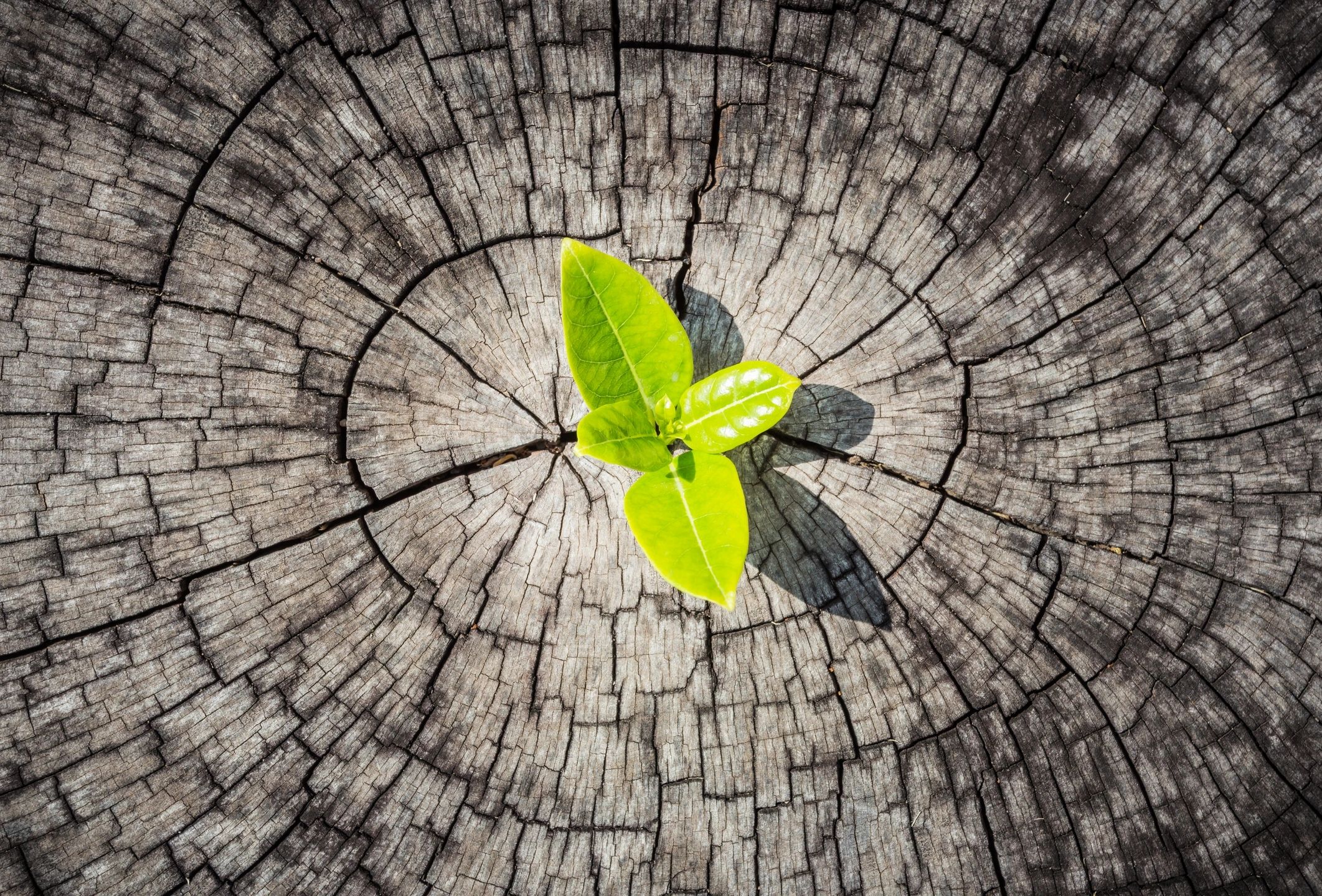 Building Resilience: Essential Skills for Women's Well-being in Midlife | Third30